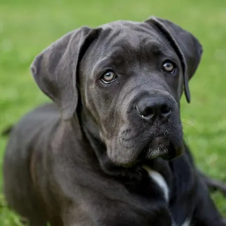 Maison De Charme * Saint-Georges-des-Agoûts